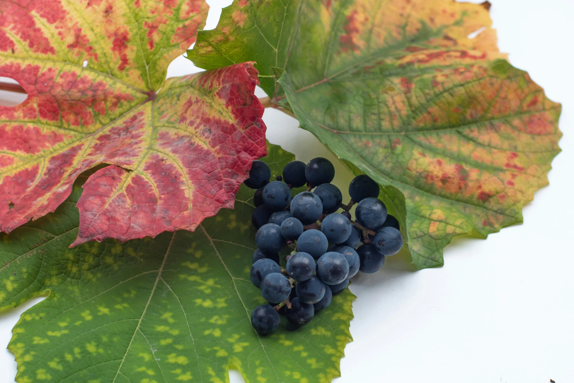 Trauben sind echt gesund und haben viele Vorteile. Sie haben zum Beispiel eine antioxidative Wirkung, unterstützen das Herz-Kreislauf-System, sind gut für die Darmflora und die Augengesundheit und sind eine gute Quelle für Vitamine, Mineralstoffe und Ballaststoffe. Rote und blaue Trauben haben besonders viele davon. Die Polyphenole und Anthocyane wirken wie Radikalfänger.