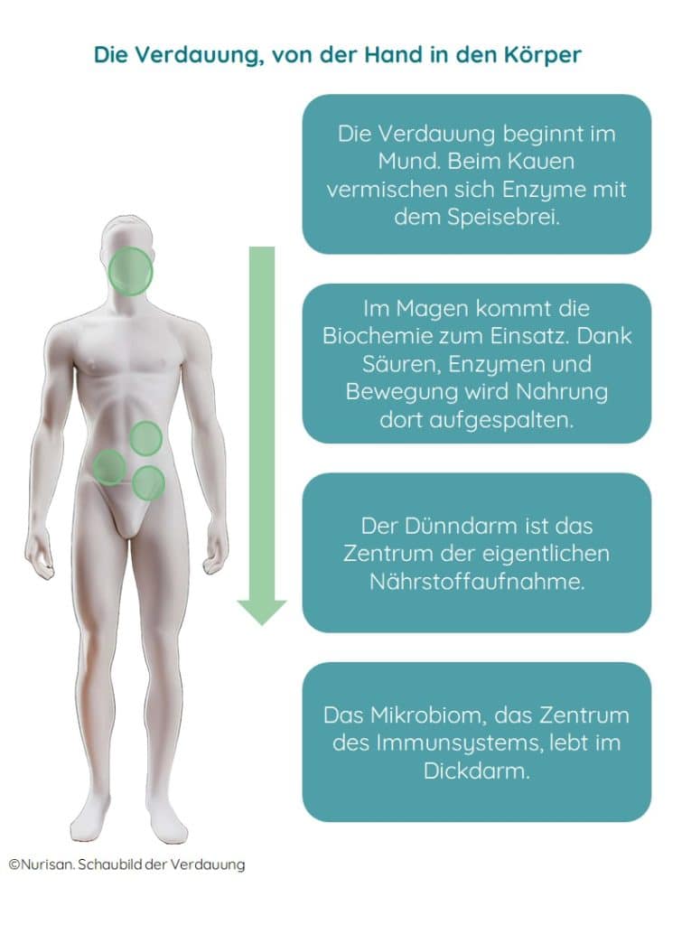 Die Verdauung beginnt im Mund. Beim Kauen vermischen sich Enzyme mit dem Speisebrei. Im Magen kommt die Biochemie zum Einsatz. Dank Säuren, Enzymen und Bewegung wird die Nahrung dort aufgespalten. Der Dünndarm ist das Zentrum der eigentlichen Nährstoffaufnahme. Das Mikrobiom, das als Zentrum des Immunsystems gilt, lebt im Dickdarm.