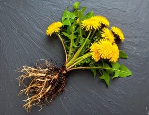Die Löwenzahnwurzel enthält Bitterstoffe, die die Leberfunktion und Verdauung unterstützen. Sie wirkt harntreibend und entgiftend, kann den Blutzucker regulieren und enthält mit Inulin einen Ballaststoff, der die Darmgesundheit fördert. Darüber hinaus kann sie entzündungshemmend wirken und bei Hautproblemen sowie rheumatischen Beschwerden helfen.