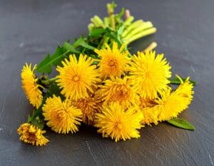 Die Blüten des Löwenzahns sind essbar, sehr gesund und haben einen süßlichen Geschmack. Sie sind eine tolle Ergänzung für Salate, als Garnitur oder zur Herstellung von Sirup. Da alle Pflanzenteile, einschließlich Blätter und Wurzeln, ungiftig sind, können sie roh oder gekocht verzehrt werden. Dadurch eignet sich Löwenzahn als vielseitige Ergänzung in der Küche.