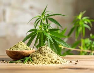Hanfprotein bietet vielfältige gesundheitliche Vorteile. Es enthält ein vollständiges Aminosäureprofil, gesunde Fettsäuren, viele Ballaststoffe sowie wichtige Mineralstoffe wie Eisen und Magnesium. Es fördert die Verdauung, unterstützt den Muskelaufbau und die Knochengesundheit, kann das Immunsystem stärken und sorgt aufgrund seines hohen Ballaststoffgehalts für ein langanhaltendes Sättigungsgefühl.