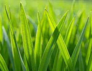 Aufgrund seines Reichtums an Vitaminen, Mineralstoffen und Antioxidantien ist junges Gerstengras eine nährstoffdichte Quelle. Es kann das Immunsystem stärken, die Entschlackung unterstützen und zur Verbesserung der Haut- und Haarqualität beitragen. Es wirkt antioxidativ, bekämpft freie Radikale und unterstützt den Stoffwechsel. Darüber hinaus kann Gerstengras die Darmgesundheit fördern und entzündungshemmend wirken.