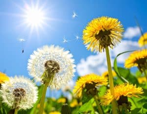 Löwenzahn bietet zahlreiche gesundheitliche Vorteile: Er ist reich an Vitaminen und Mineralstoffen, fördert die Verdauung, unterstützt die Leber- und Gallenfunktionen und wirkt harntreibend. Seine Bitterstoffe regen die Bildung von Verdauungssäften und -enzymen an, während der Ballaststoff Inulin die Darmflora unterstützt. Antioxidantien wie Vitamin C und E können zudem das Immunsystem stärken.