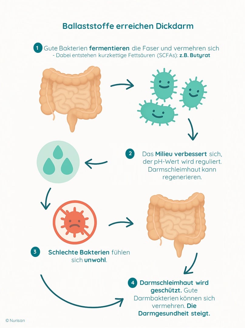 Ballaststoffe sind die essenzielle Nahrung für dein Mikrobiom. Bei entsprechender Zufuhr können sich die guten Darmbakterien vermehren und viele sogenannte kurzkettige Fettsäuren, wie beispielsweise Butyrat, bilden. Das schützt deine Darmschleimhaut und sorgt für ein Wohlfühlklima, sodass schlechte Bakterien verdrängt werden. Insgesamt profitiert deine Darmgesundheit von einer ballaststoffreichen Ernährung.
