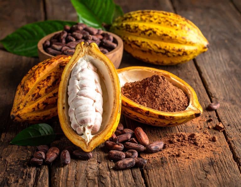 Aufgeschnittene gelbe Kakaofrucht mit frischen weißen Kakaobohnen und Kakaopulver in der Fruchtschale auf rustikalem Holz neben einer Schale getrockneter Kakaobohnen.