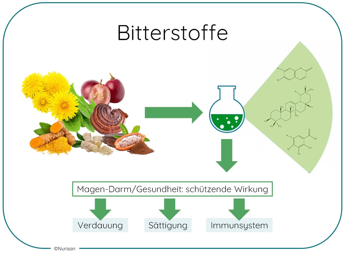 Bitterstoffe fördern die Verdauung maßgeblich, indem sie die Produktion von Speichel, Gallen- und Magensaft anregen. Das erleichtert die Fettverdauung und lindert Blähungen. Darüber hinaus wirken sie entzündungshemmend, entgiftend und antioxidativ. Zudem können sie Heißhunger auf Süßes reduzieren. Zudem unterstützen sie die Leberfunktion und können das Sättigungsgefühl positiv beeinflussen.