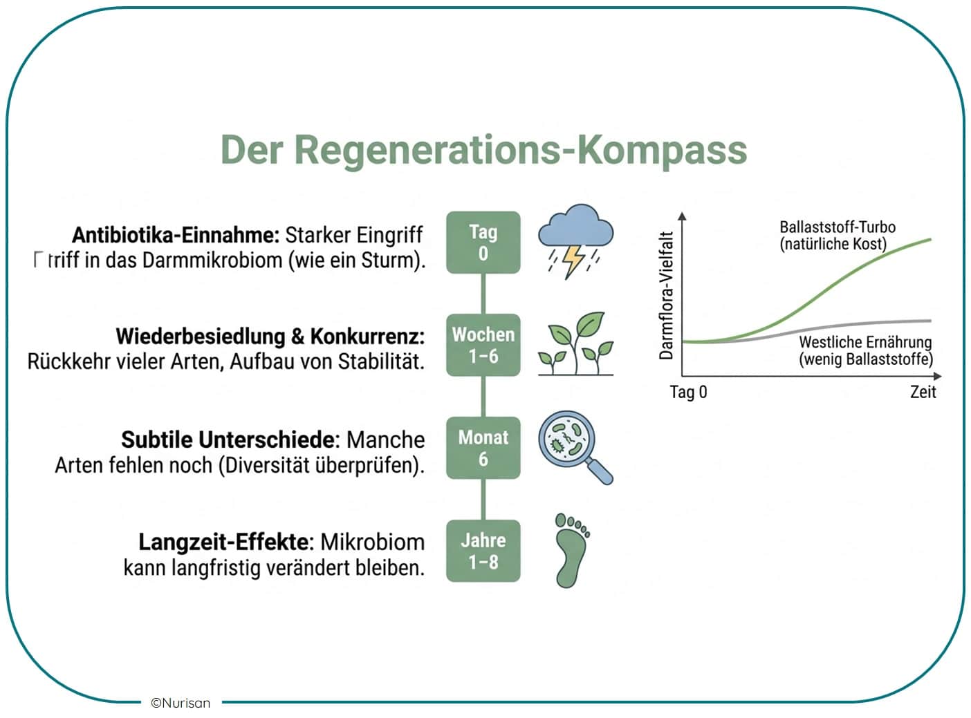 „Der Regenerations-Kompass“ zum Aufbau der Darmflora nach Antibiotika. Ein Zeitstrahl zeigt die Phasen von Tag 0 (starker Eingriff) über Wochen 1–6 (erste Stabilisierung) und Monat 6 (mögliche fehlende Arten) bis zu 8 Jahren (Langzeit-Effekte). Ein begleitendes Diagramm vergleicht die Erholung der Darmflora-Vielfalt: Der „Ballaststoff-Turbo“ durch natürliche Kost führt zu einer deutlich schnelleren Regeneration als eine ballaststoffarme westliche Ernährung.