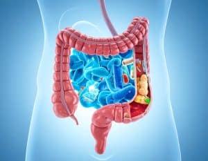 Der Aufbau der Darmflora nach einer Antibiotika-Einnahme, durch die oft ein Großteil der Darmflora vernichtet wird, dauert etwa drei bis sechs Monate. Wichtige Maßnahmen sind der Verzehr probiotischer Lebensmittel (z. B. Sauerkraut, Kefir) zur Zufuhr von Bakterien und präbiotischer Nahrung (z. B. Ballaststoffe, Gemüse) als Nahrung für die guten Bakterien. Der Schlüssel zur Regeneration ist eine ausgewogene, pflanzenbetonte Ernährung.