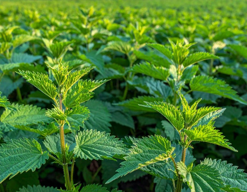 Ein weitläufiges Feld mit frischen Brennnesseln im natürlichen Licht als wertvoller Rohstoff für eine bewusste Ernährung.