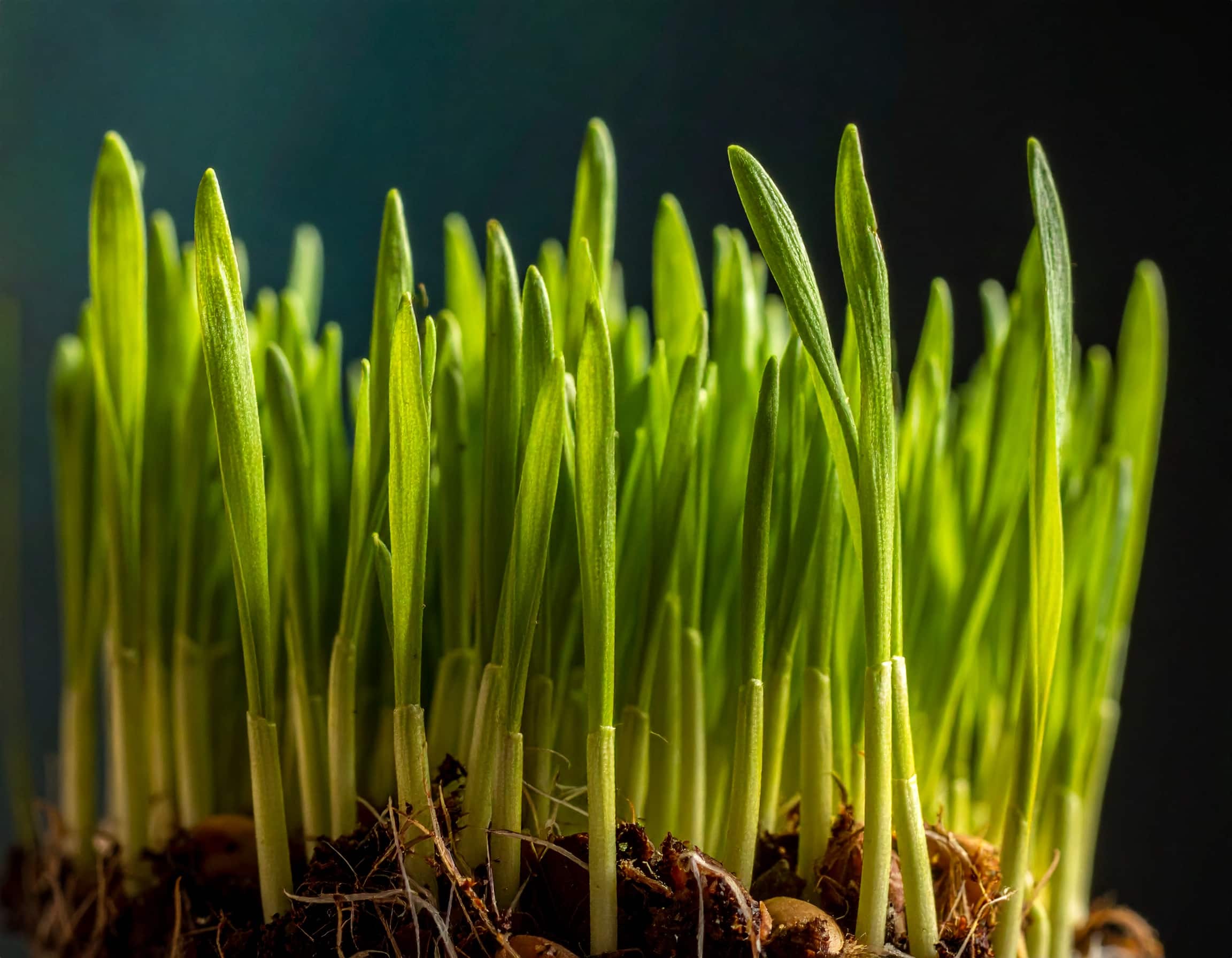 Junge, grüne Gerstengras-Halme im Licht als nährstoffreiche Zutat für eine ausgewogene Ernährung.