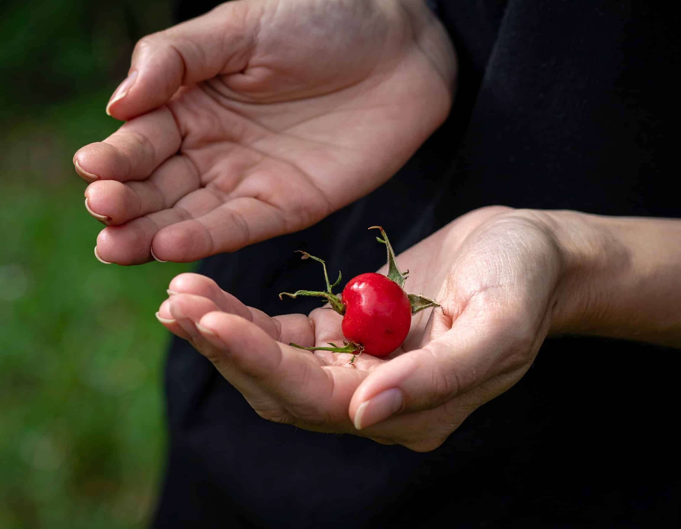 Hagebutte in der Hand als Symbol, dass die Hagebutte einen wertvollen Beitrag zu einer gesunden Lebensweise leisten kann. Denn wahre Schönheit kommt meist von Innen.