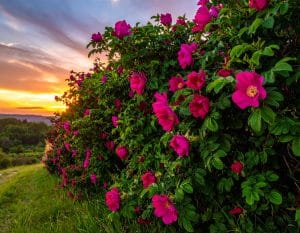 Blühende Wildrosen-Hecke im Sonnenuntergang als sommerlicher Ursprung der vitamin-C-reichen Hagebutte.