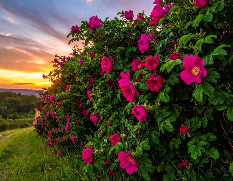 Blühende Wildrosen-Hecke im Sonnenuntergang als sommerlicher Ursprung der vitamin-C-reichen Hagebutte.