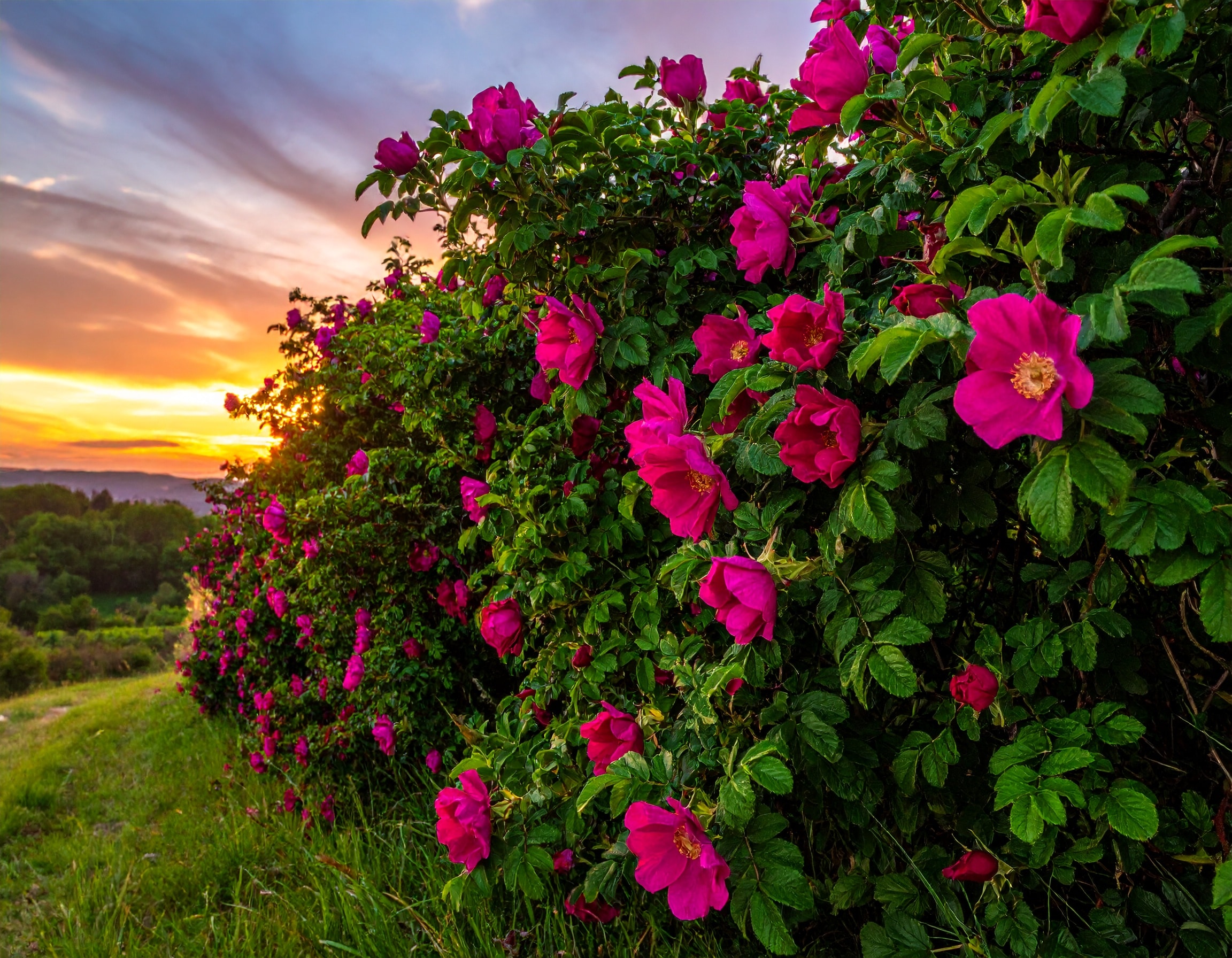 Blühende Wildrosen-Hecke im Sonnenuntergang als sommerlicher Ursprung der vitamin-C-reichen Hagebutte.