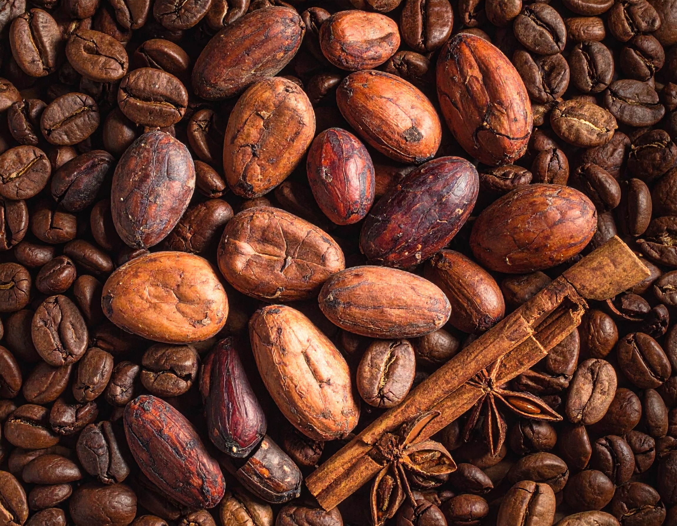 Naturbelassene Kakaobohnen auf einem Bett aus gerösteten Kaffeebohnen, kombiniert mit einer Zimtstange und Sternanis aus der Vogelperspektive.