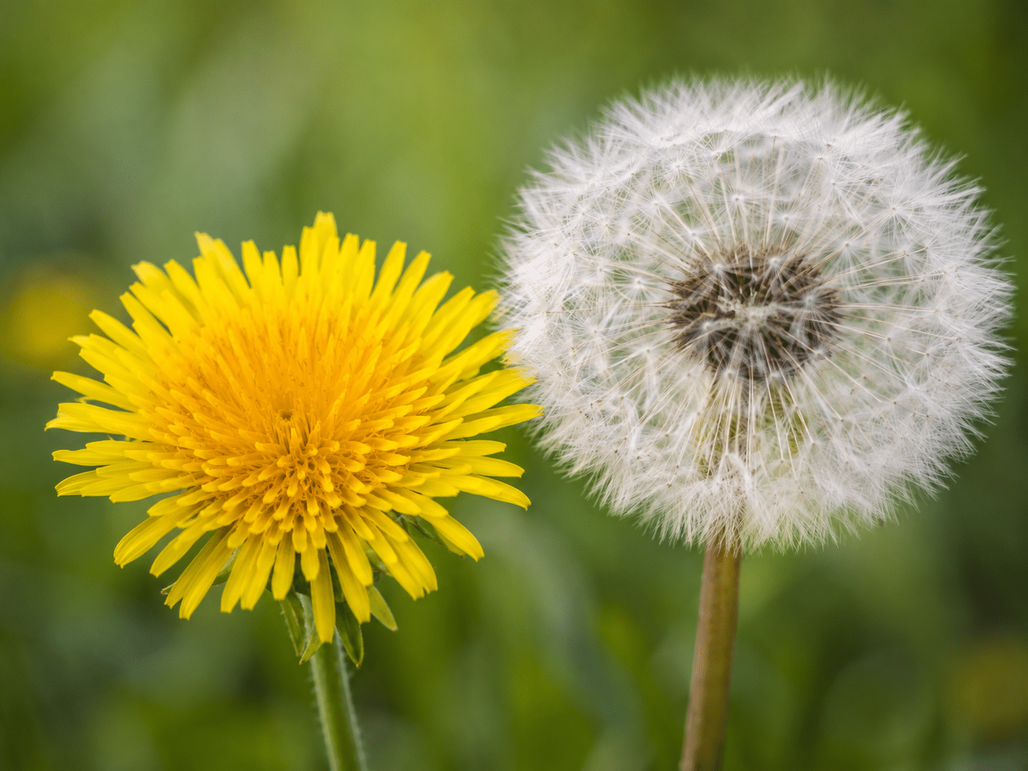 Löwenzahnblüte und Pusteblume nebeneinander im Vergleich.