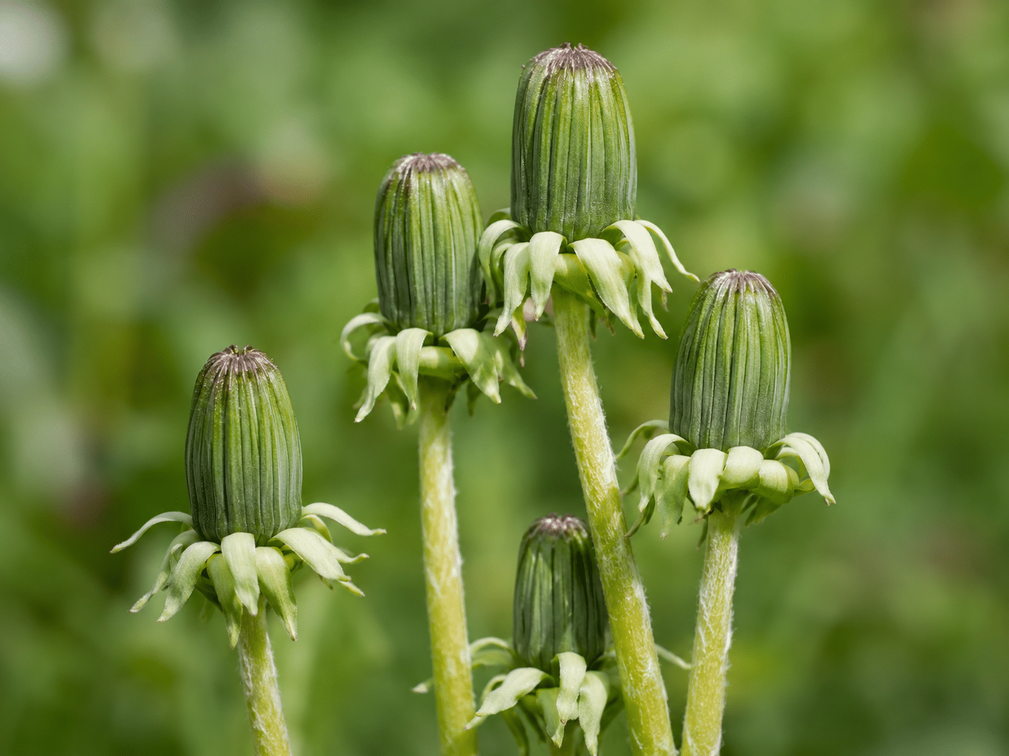 Essbare Löwenzahnknospen im Detail für Wildkräuter-Rezepte und Botanik-Ratgeber.
