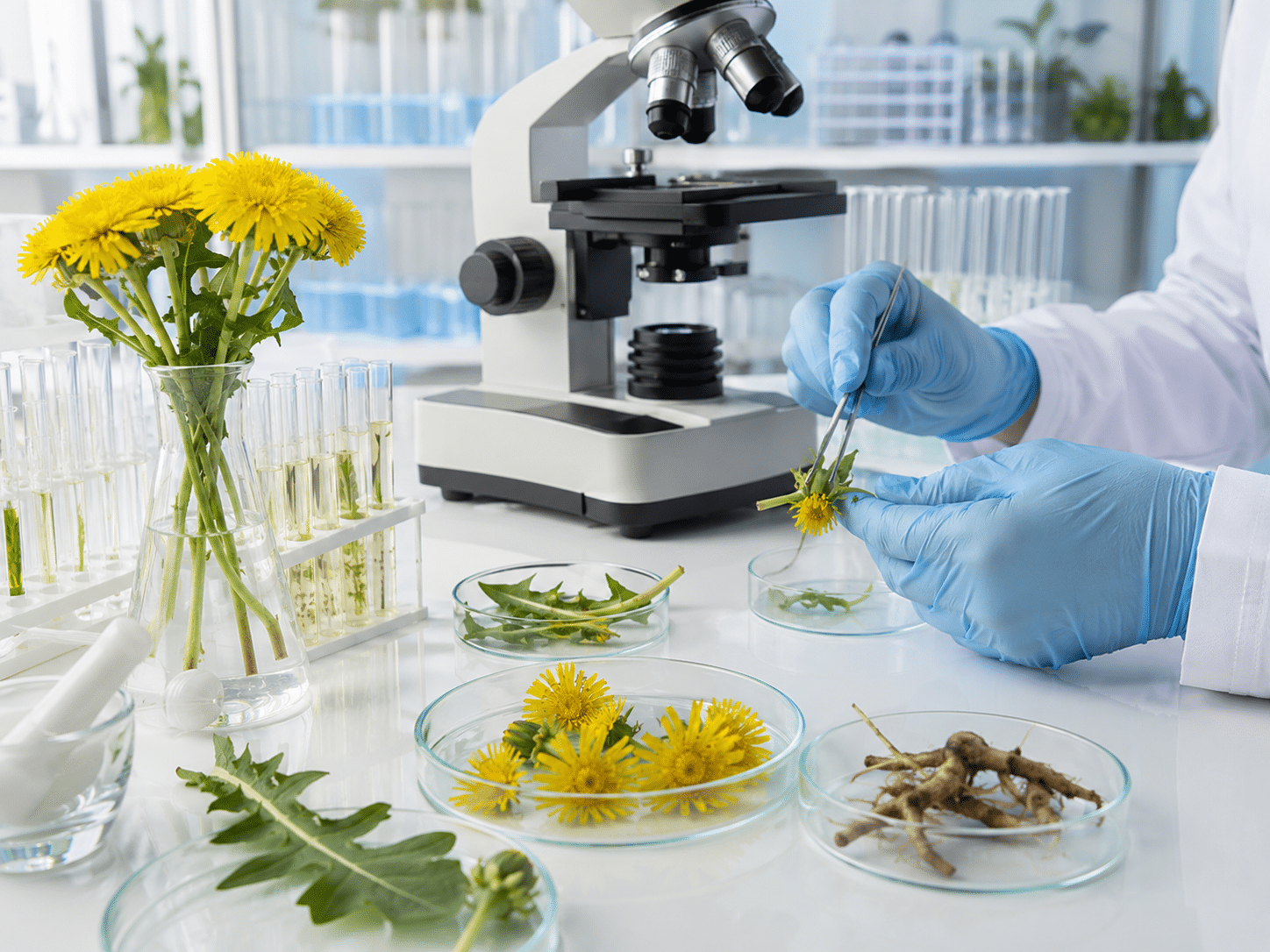 Wissenschaftliche Untersuchung von Löwenzahn auf Inhaltsstoffe wie Bitterstoffe, Ballaststoffe und Flavonoide im Labor.