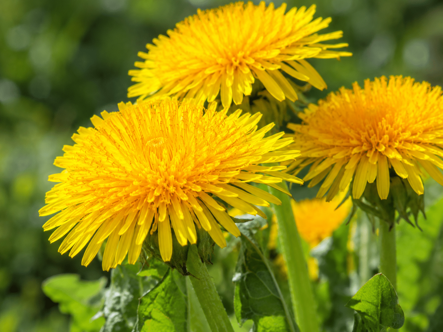 Essbare gelbe Löwenzahnblüten für die Zubereitung in der Küche