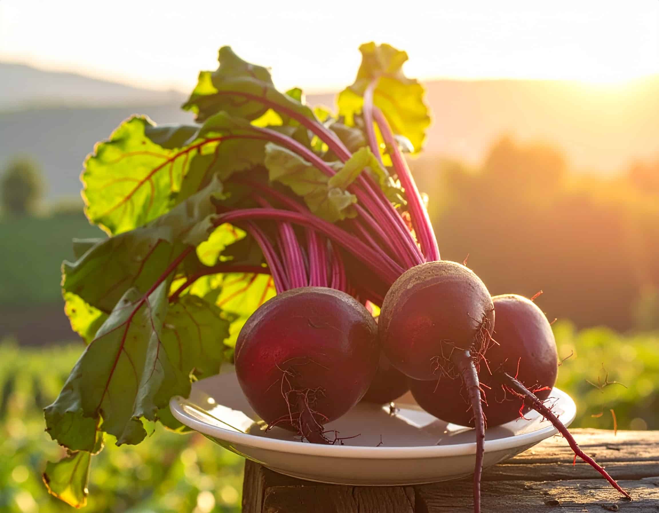 Frisch geerntete Rote Bete mit kräftigen grünen Blättern im warmen Sonnenlicht als nährstoffreiche Zutat für eine bewusste Ernährung.