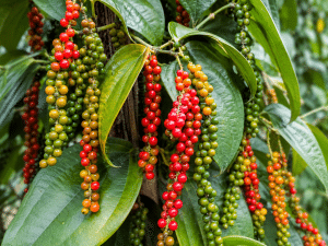 Frische Pfefferkörner in verschiedenen Reifegraden wachsen an einer grünen Pfefferpflanze. Die hängenden Rispen zeigen grüne, gelbe, orangefarbene und leuchtend rote Beeren.